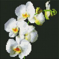 Алмазная вышивка-мозаика "Орхидея на чёрном" (200х200 мм)