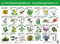 Растения Беларуси. Раслiны Беларусi